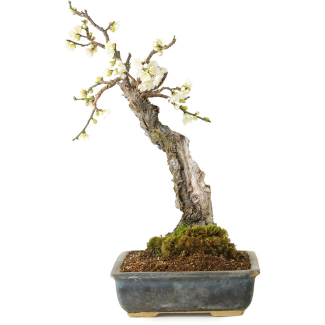 Prunus mume blanc, 34 cm, ± 25 ans, avec un nebari de 9 cm