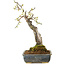 Prunus mume white, 34 cm, ± 25 Jahre alt, mit einem Wurzelansatz von 9 cm