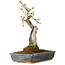 Prunus mume white, 34 cm, ± 25 Jahre alt, mit einem Wurzelansatz von 9 cm