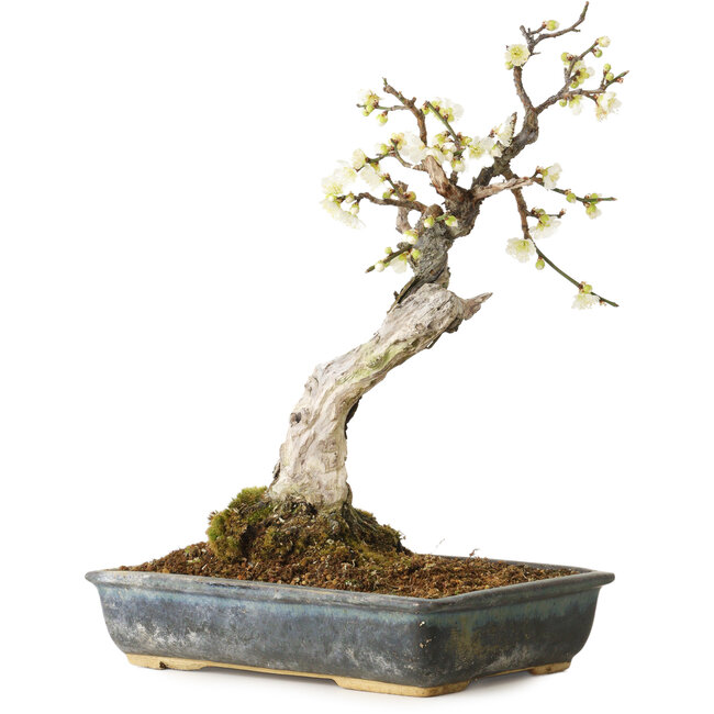 Prunus mume blanc, 34 cm, ± 25 ans, avec un nebari de 9 cm