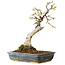 Prunus mume white, 34 cm, ± 25 years old, with a nebari of 9 cm