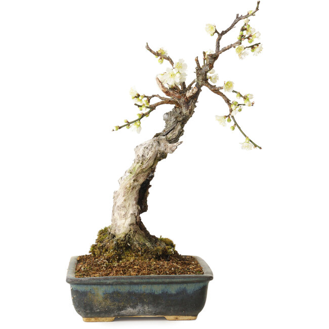 Prunus mume wit, 34 cm, ± 25 jaar oud, met een nebari van 9 cm