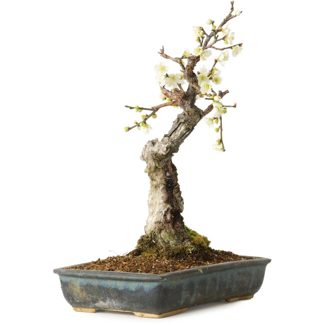 Prunus mume blanco, 34 cm, ± 25 años, con un nebari de 9 cm