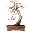 Prunus mume pink, 35 cm, ± 25 jaar oud, met een nebari van 10 cm