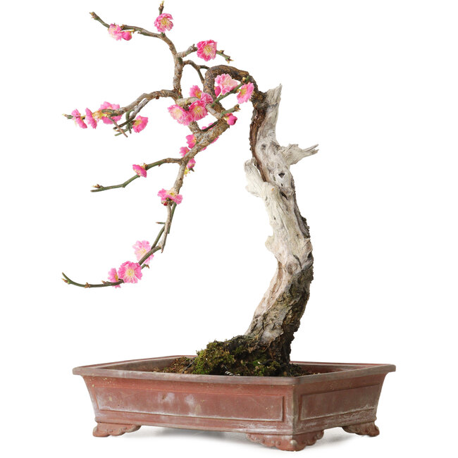 Prunus mume pink, 35 cm, ca. 25 Jahre alt, mit einem Wurzelansatz von 10 cm