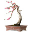 Prunus mume rose, 35 cm, ± 25 ans, avec un nebari de 10 cm