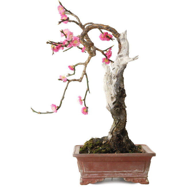 Prunus mume rose, 35 cm, ± 25 ans, avec un nebari de 10 cm