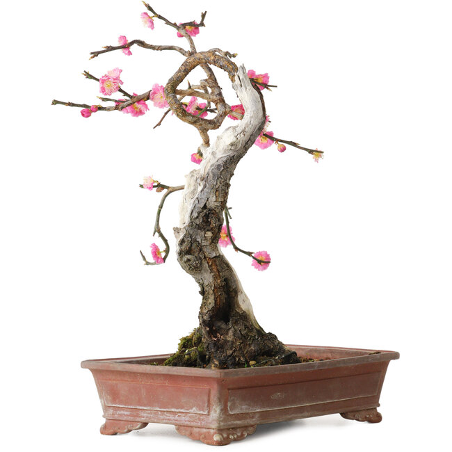 Prunus mume pink, 35 cm, ca. 25 Jahre alt, mit einem Wurzelansatz von 10 cm