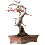 Prunus mume pink, 35 cm, ± 25 jaar oud, met een nebari van 10 cm