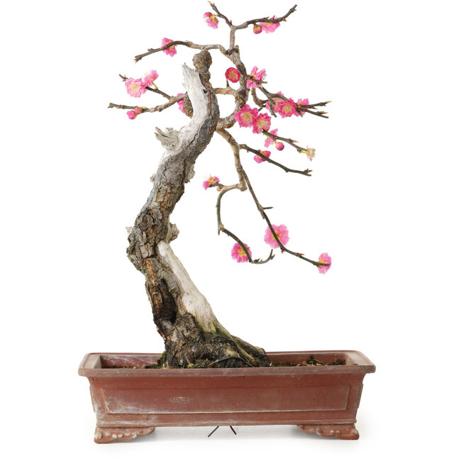 Prunus mume pink, 35 cm, ± 25 jaar oud, met een nebari van 10 cm