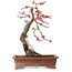 Prunus mume pink, 35 cm, ± 25 jaar oud, met een nebari van 10 cm