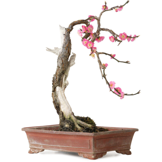 Prunus mume pink, 35 cm, ca. 25 Jahre alt, mit einem Wurzelansatz von 10 cm