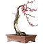 Prunus mume pink, 35 cm, ca. 25 Jahre alt, mit einem Wurzelansatz von 10 cm