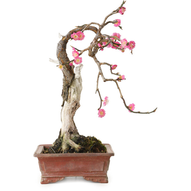 Prunus mume pink, 35 cm, ± 25 jaar oud, met een nebari van 10 cm