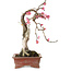 Prunus mume rose, 35 cm, ± 25 ans, avec un nebari de 10 cm