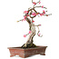 Prunus mume pink, 35 cm, ± 25 years old, with a nebari of 10 cm