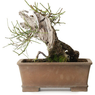 Prunus mume yamadori, 28 cm, ± 50 jaar oud