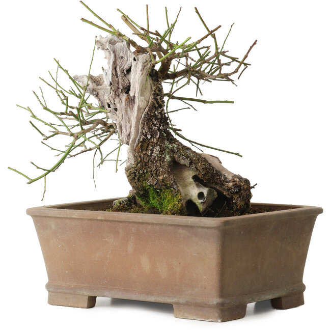 Prunus mume yamadori, 28 cm, ± 50 Jahre alt, mit einem Wurzelhals von 13 cm