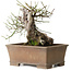 Prunus mume yamadori, 28 cm, ± 50 anni, con un nebari di 13 cm