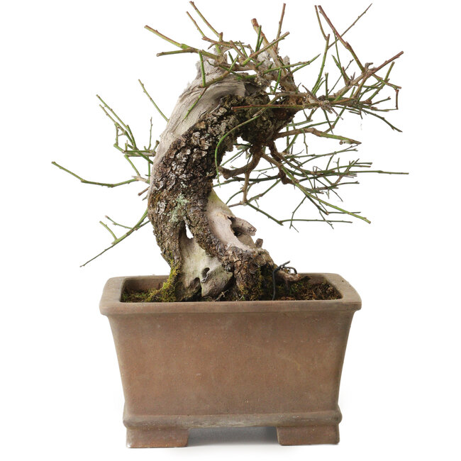 Prunus mume yamadori, 28 cm, ± 50 jaar oud, met een nebari van 13 cm