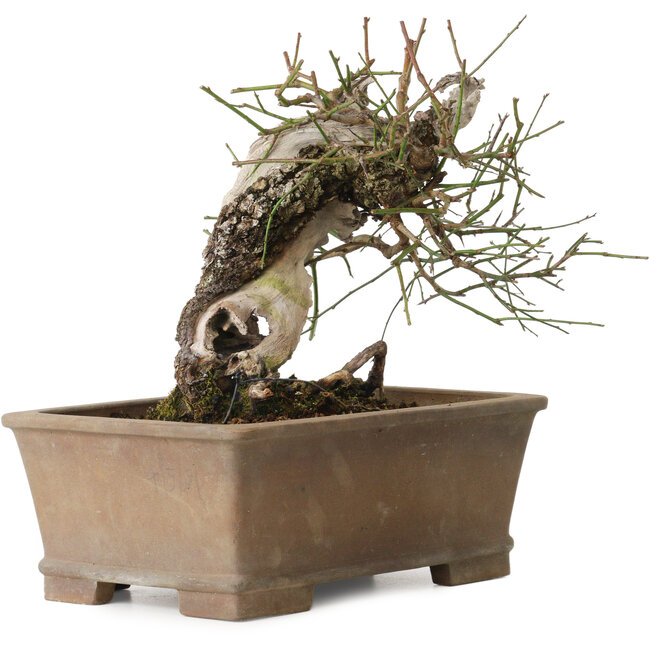 Prunus mume yamadori, 28 cm, ± 50 jaar oud, met een nebari van 13 cm