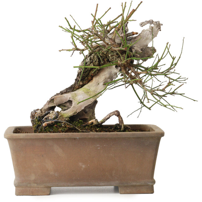 Prunus mume yamadori, 28 cm, ± 50 Jahre alt, mit einem Wurzelhals von 13 cm