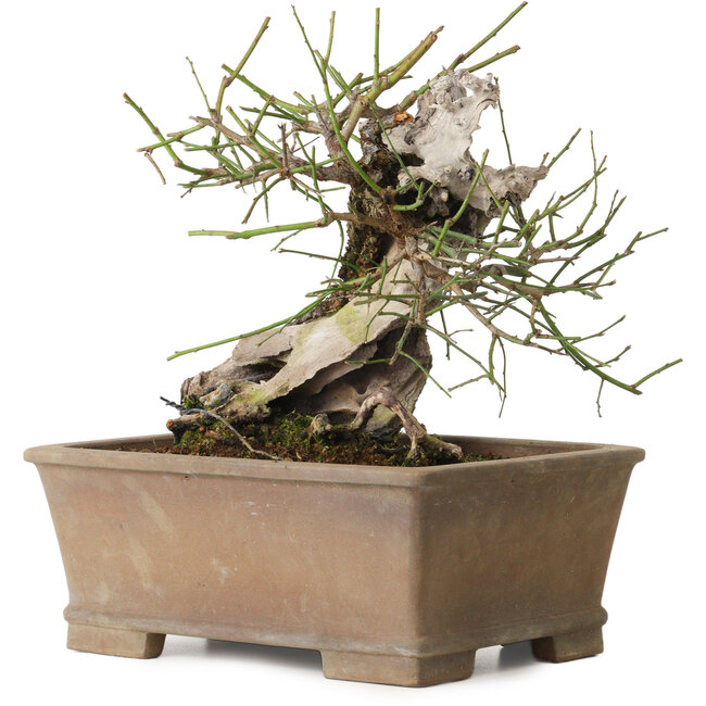 Prunus mume yamadori, 28 cm, ± 50 jaar oud, met een nebari van 13 cm