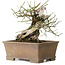 Prunus mume yamadori, 28 cm, ± 50 anni, con un nebari di 13 cm