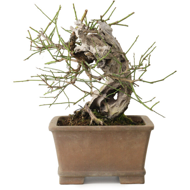 Prunus mume yamadori, 28 cm, ± 50 Jahre alt, mit einem Wurzelhals von 13 cm