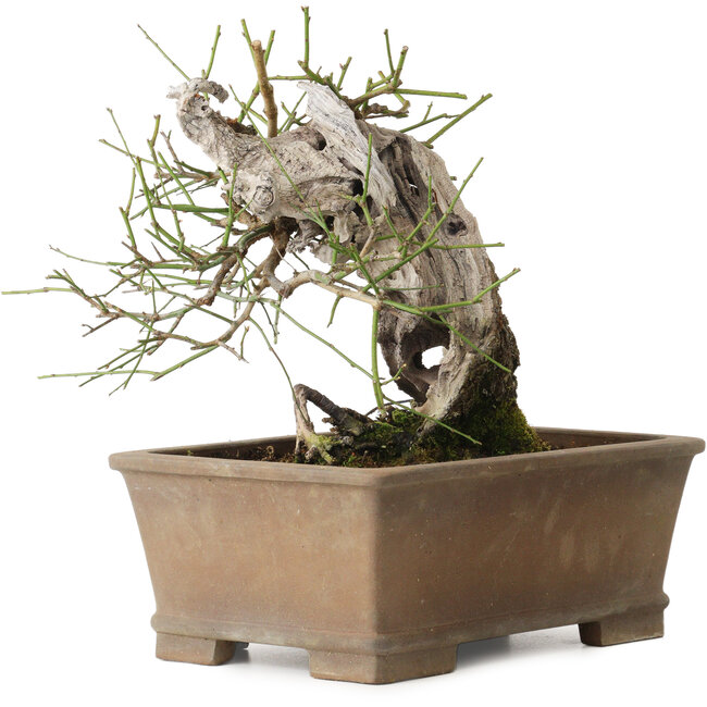 Prunus mume yamadori, 28 cm, ± 50 anni, con un nebari di 13 cm