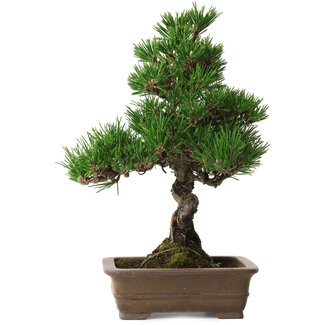Pinus thunbergii Kotobuki, 26 cm, ± 10 years old