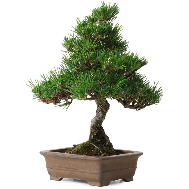Pinus thunbergii Kotobuki, 26 cm, ± 10 años, con un nebari de 3 cm
