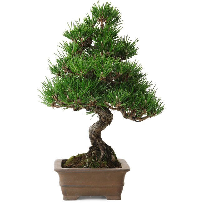 Pinus thunbergii Kotobuki, 26 cm, ± 10 ans, avec un nebari de 3 cm