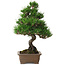 Pinus thunbergii Kotobuki, 26 cm, ± 10 anni, con un nebari di 3 cm