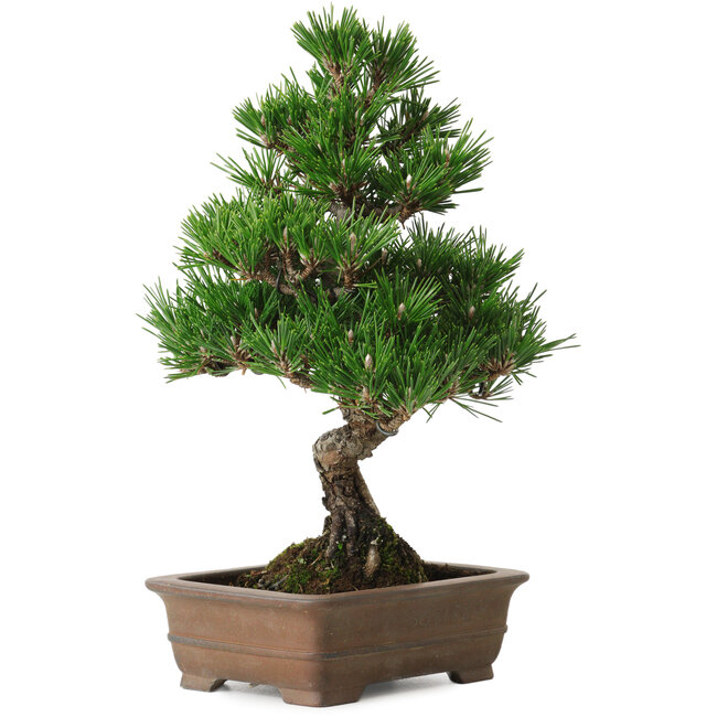 Pinus thunbergii Kotobuki, 26 cm, ± 10 jaar oud, met een nebari van 3 cm