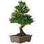 Pinus thunbergii Kotobuki, 26 cm, ± 10 ans, avec un nebari de 3 cm