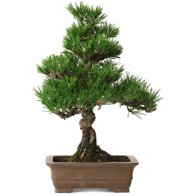 Pinus thunbergii Kotobuki, 26 cm, ± 10 years old, with a nebari of 3 cm