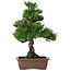 Pinus thunbergii Kotobuki, 26 cm, ± 10 years old, with a nebari of 3 cm