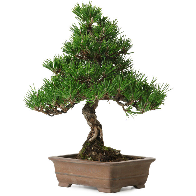 Pinus thunbergii Kotobuki, 26 cm, ± 10 años, con un nebari de 3 cm