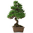 Pinus thunbergii Kotobuki, 26 cm, ± 10 años, con un nebari de 3 cm