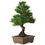 Pinus thunbergii Kotobuki, 26 cm, ± 10 jaar oud, met een nebari van 3 cm