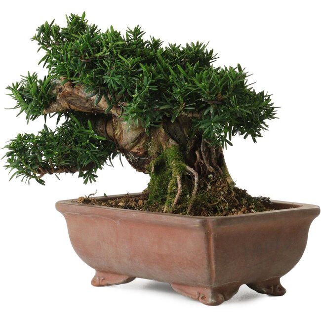 Taxus cuspidata, 16 cm, ± 20 años, con un nebari de 8 cm