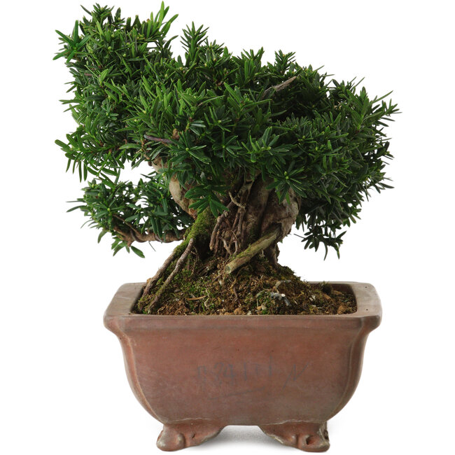 Taxus cuspidata, 16 cm, ± 20 años, con un nebari de 8 cm