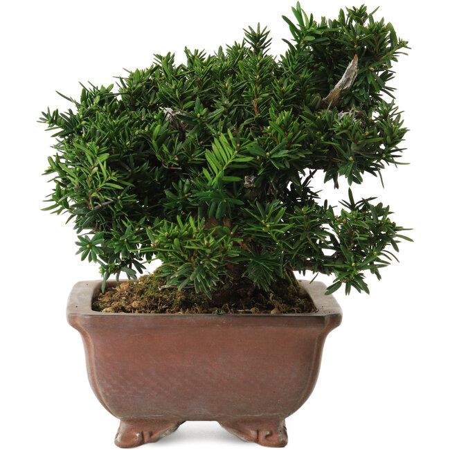 Taxus cuspidata, 16 cm, ± 20 años, con un nebari de 8 cm