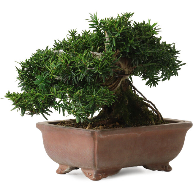 Taxus cuspidata, 16 cm, ± 20 años, con un nebari de 8 cm