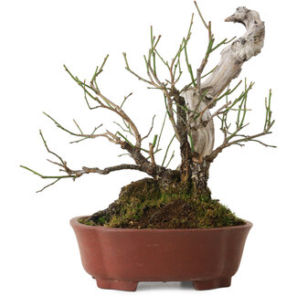 Shibakatsu Prunus mume, 24 cm, ± 20 years old