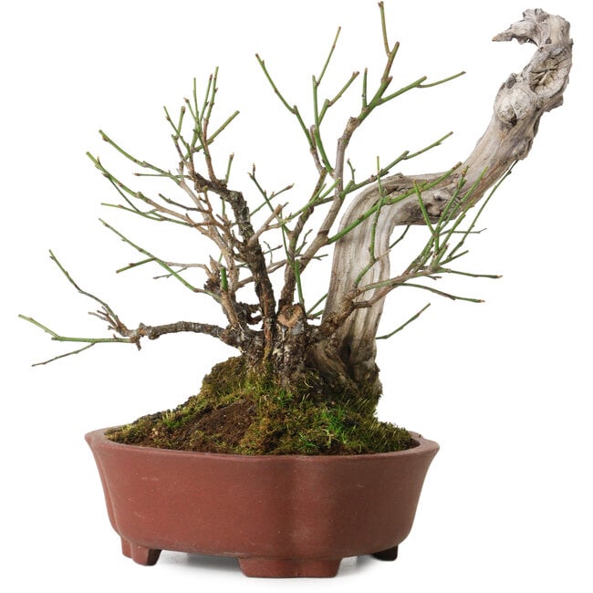 Prunus mume, 24 cm, environ 20 ans, avec un nebari de 10 cm, dans un pot japonais fait main par Shibakatsu