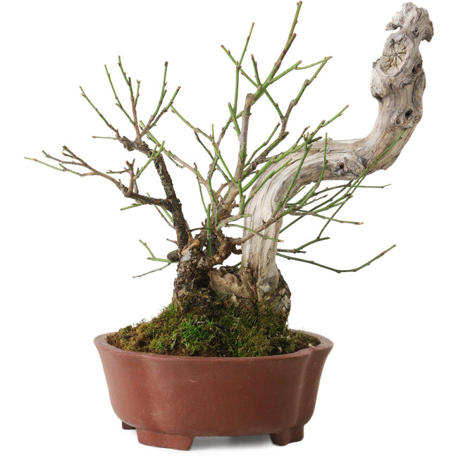 Prunus mume, 24 cm, environ 20 ans, avec un nebari de 10 cm, dans un pot japonais fait main par Shibakatsu