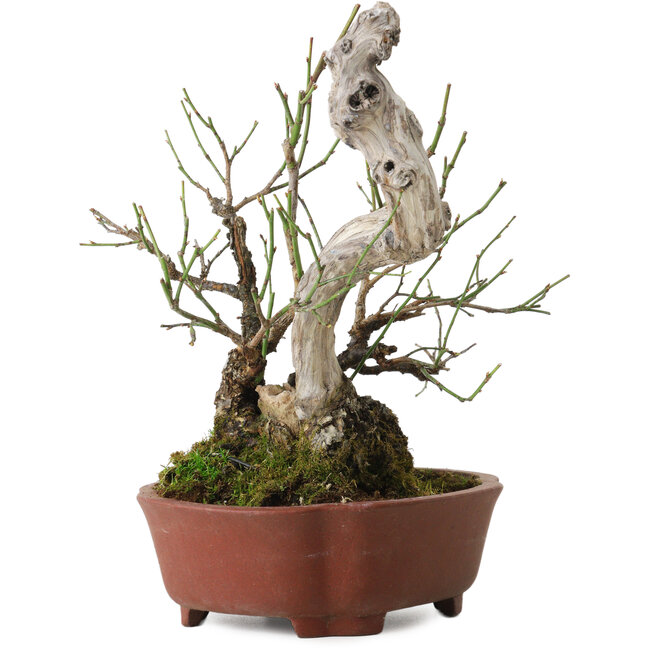 Prunus mume, 24 cm, environ 20 ans, avec un nebari de 10 cm, dans un pot japonais fait main par Shibakatsu