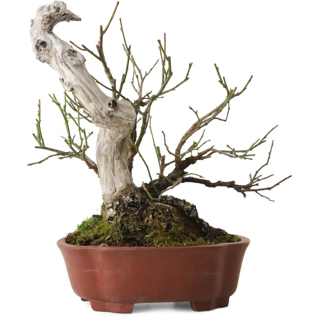 Prunus mume, 24 cm, ± 20 years old, with a nebari of 10 cm, in a handmade Japanese pot by Shibakatsu